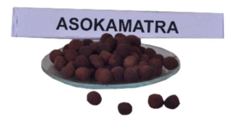 Asokamatra - 1 no.